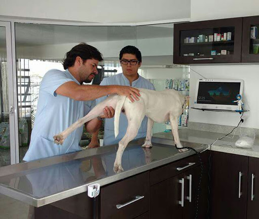 Doctores y Sabuesos Veterinaria