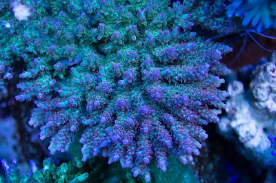 Sunnyside Corals