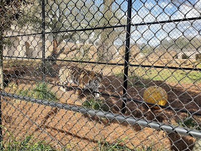 Mike the Tiger