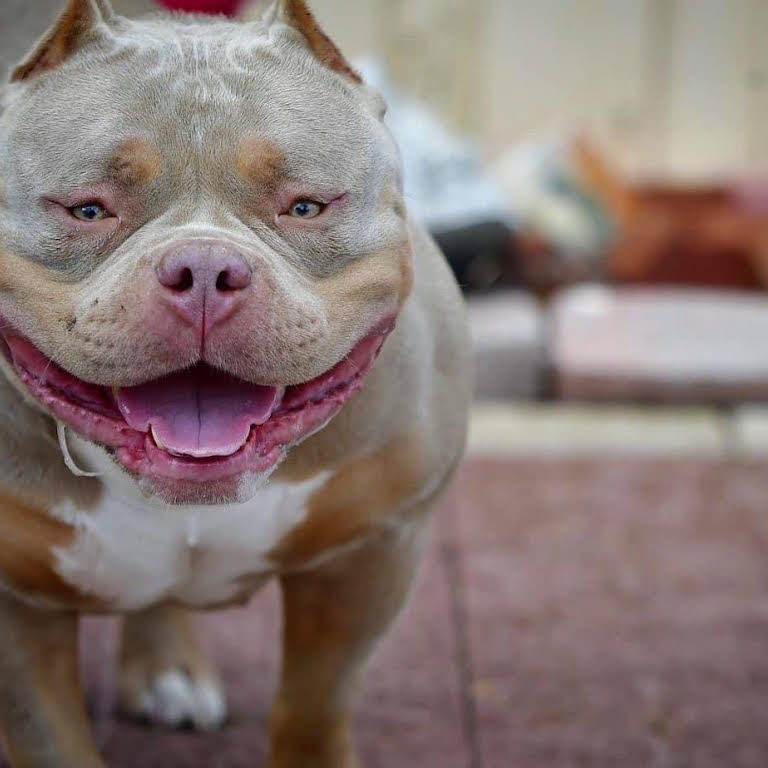 HOW MUCH DOES AN AMERICAN BULLY COST?, by BULLY KING Magazine, BULLY KING  Magazine