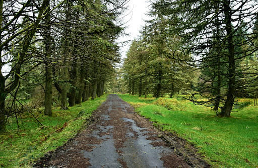 Aghyaran Forest.