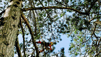 Elagage Art et Arbre à Nandy