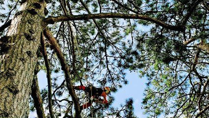 Elagage Art et Arbre