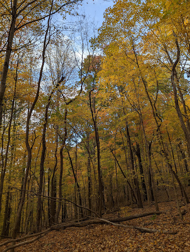 Natchez Trace - Visual