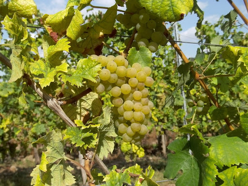 Gästehaus Weingut Elfriede Fuhrmann