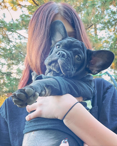 Umpqua Valley Kennels French Bulldogs - Thumbnail