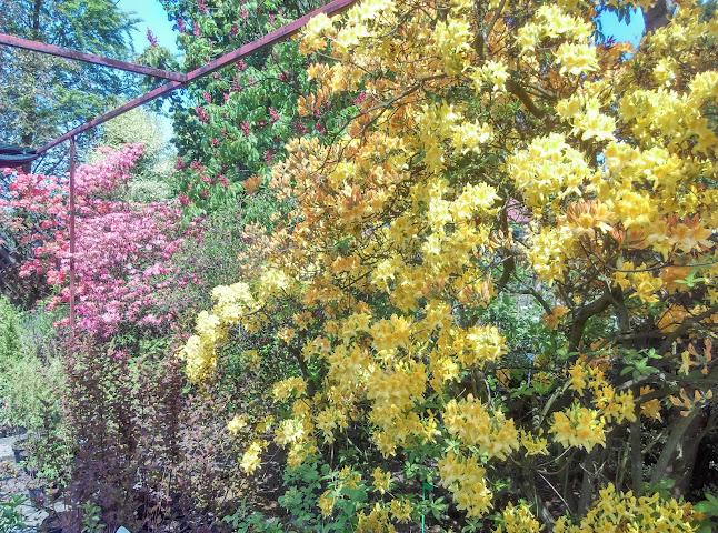 Szewczyk Maria i Janusz. Drzewa, krzewy iglaste, liściaste - Ogrodnik