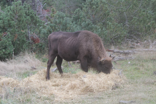 parc bisons d’europe - Thumbnail