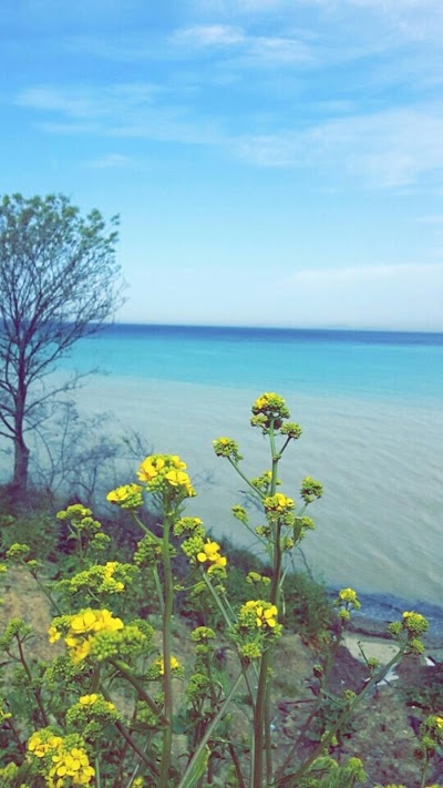 Yalova Üniversitesi Ormanlık Alanı