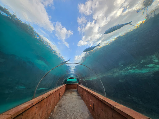 Predator Lagoon - Visual
