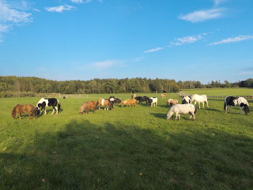 Ponyhof Pflaumdorf - Thumbnail