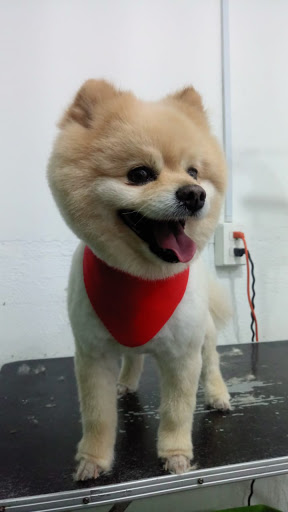 Pascal Hospital Veterinario Y Estética Canina, sucursal 16 de Septiembre