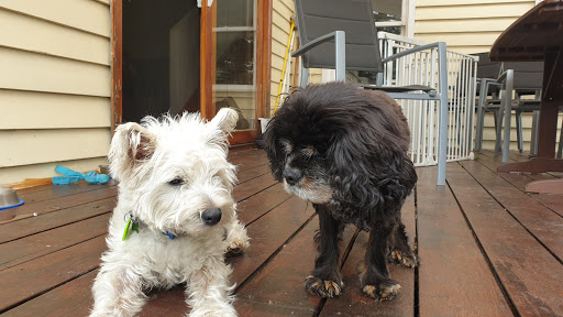 Greencross Vets Glen Eira