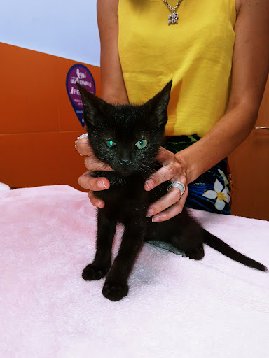 MORRO DE GOS CENTRO VETERINARIO