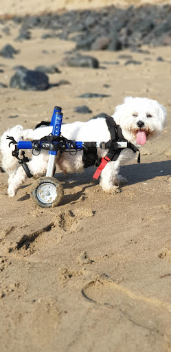 Walkin' Pets - Thumbnail