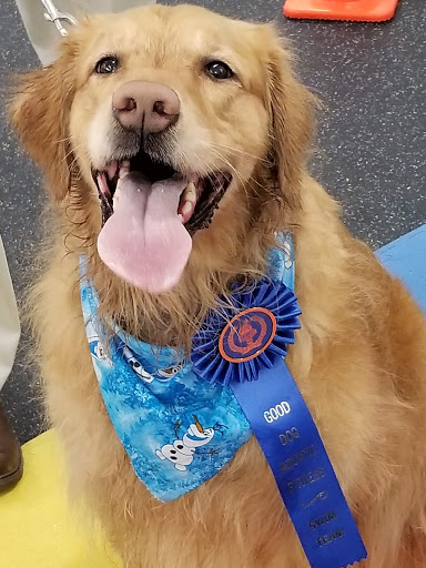 Good Dog Aquatic Fitness - Thumbnail
