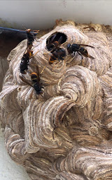 Photo n°16 de PFP Services à Cély (Service de nettoyage et d'entretien)