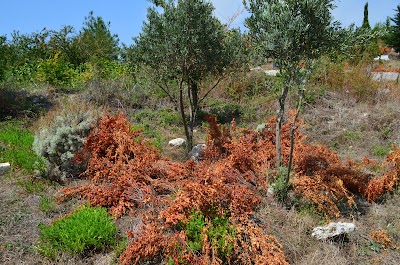 Photos of Sebenoba K&ouml;y Mezarligi