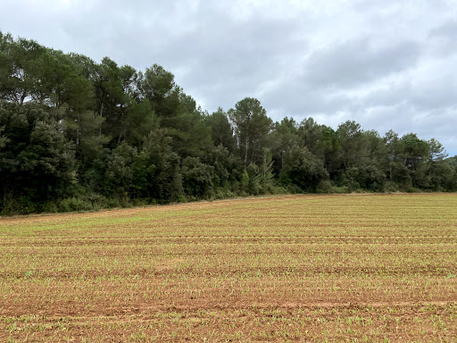Puig Rodó - Visual