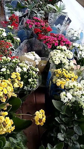 Vivero Athenea - Centro de jardinería