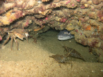 Leucate Plongée à Port