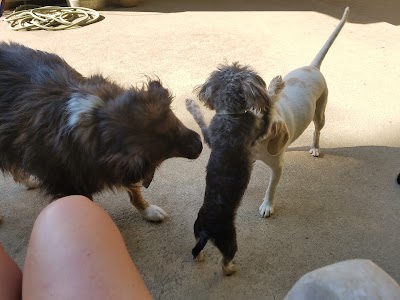Photos of K9 Safari dog walking and pet sitting