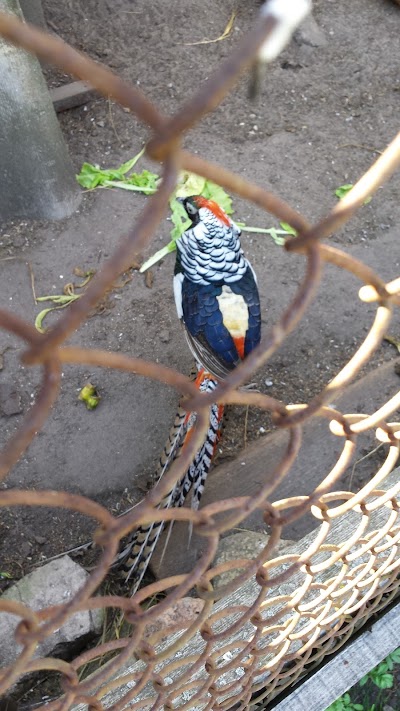 Photos of Mini Zoo "Lejnieki"