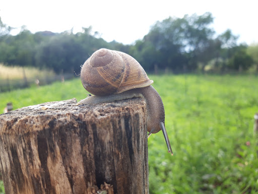 ELYnatura cosmesi alla bava di lumaca - Thumbnail