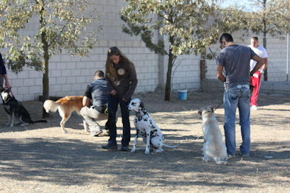 EDUCACIÓN CANINA THE ANGELS