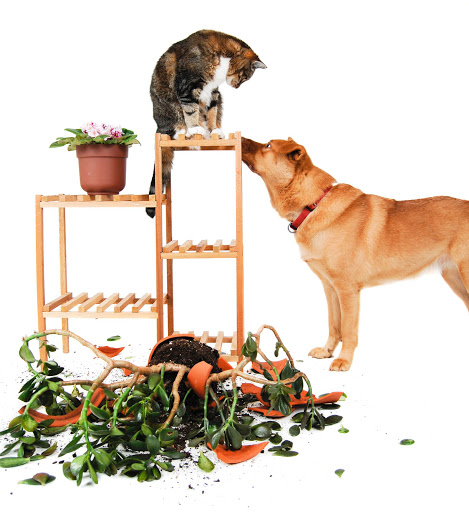 Wal-Mutt.com - Visual