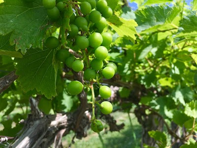 Bluejacket Crossing Vineyard