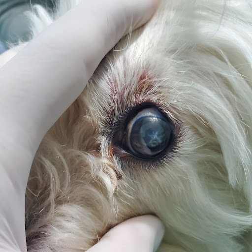 Veterinaria Aztlán