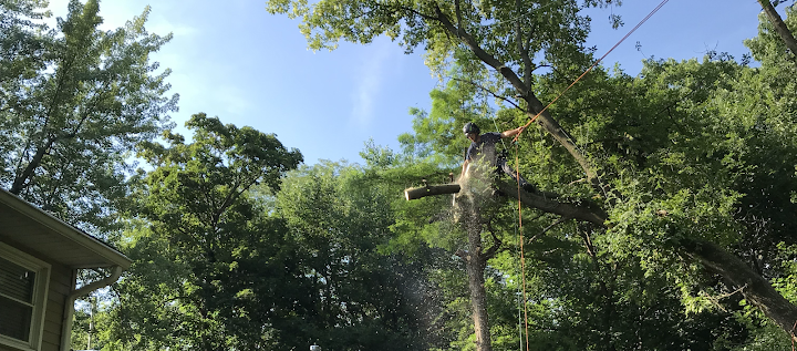Arbor Pro Tree Service
