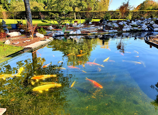 Koi Légende