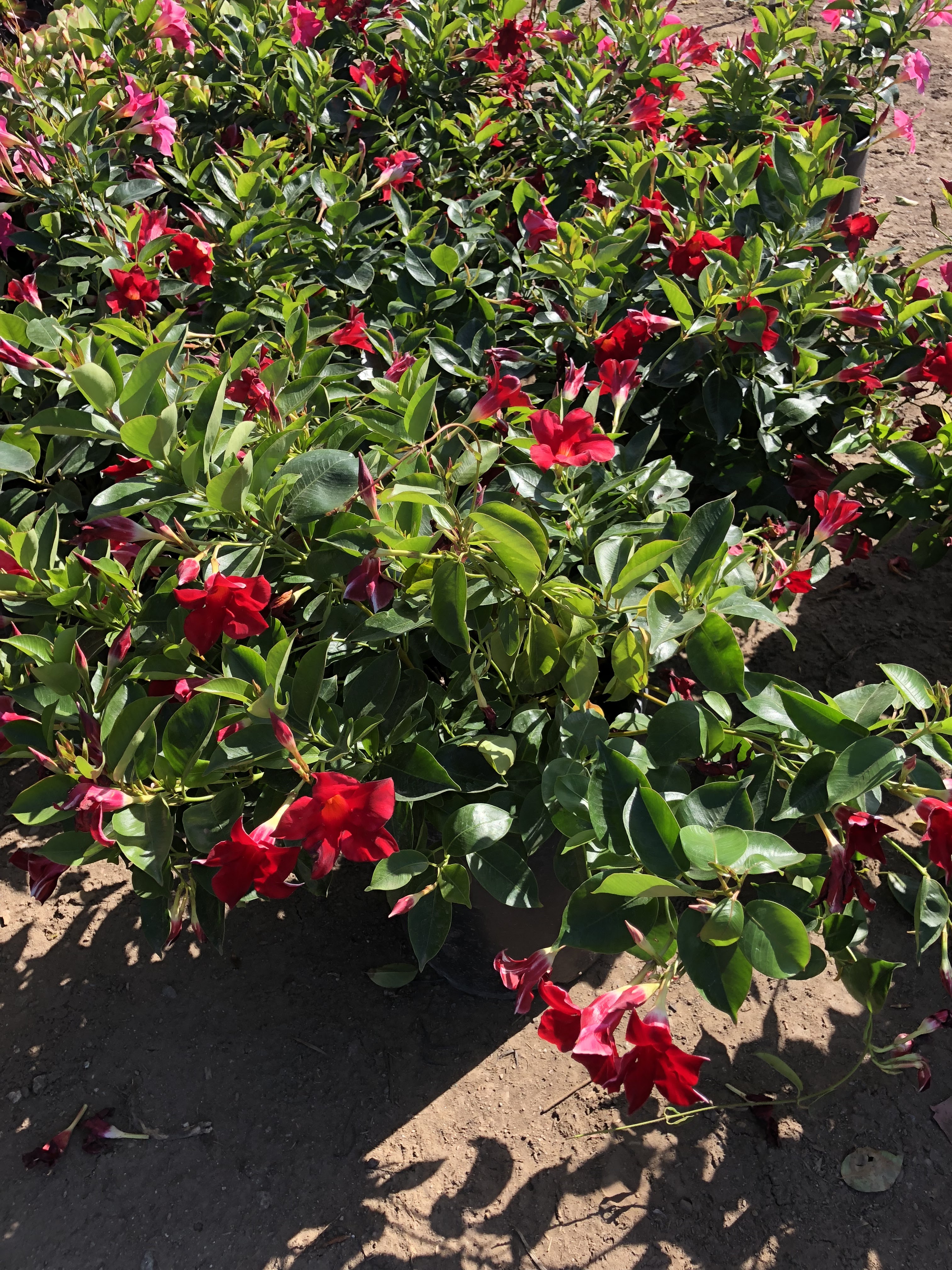 Toro Canyon Nursery
