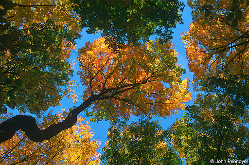North Fork Zumbro Woods Scientific and Natural Area (SNA) - Thumbnail