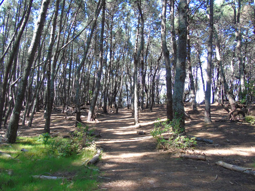 Opoutere Beach Public Park.