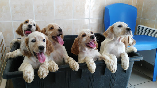 Veterinary Clinic CapSudVet