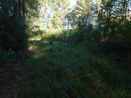 CHANDLER TRAIL - Thumbnail
