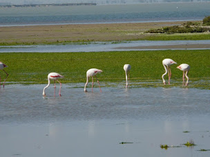 Photo n°10 de Sci Bouchat à Saintes-Maries-de-la-Mer (Agence de location de maisons de vacances)