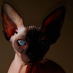 Photo n°17 de FELYN' HEAVENUDE à Villedômain (Éleveur de chats)