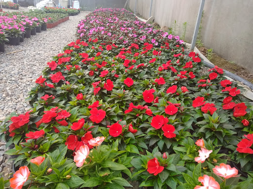 Vivero Debanelly - Thumbnail
