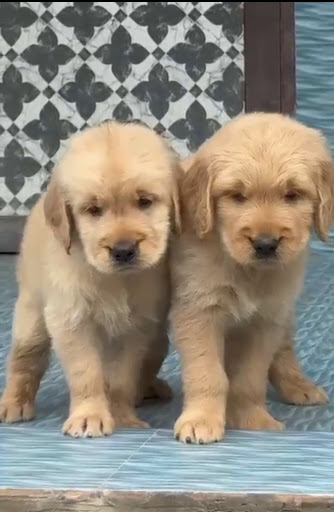 Show quality Golden retriever male puppies available in ahmedabad post image