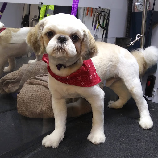 Chrissy's Canine Clips Mobile Spa - Thumbnail