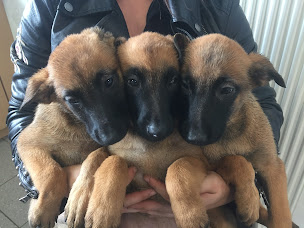 Photo n°2 de Clinique vétérinaire St Léonard à Chemillé-en-Anjou (Clinique vétérinaire)
