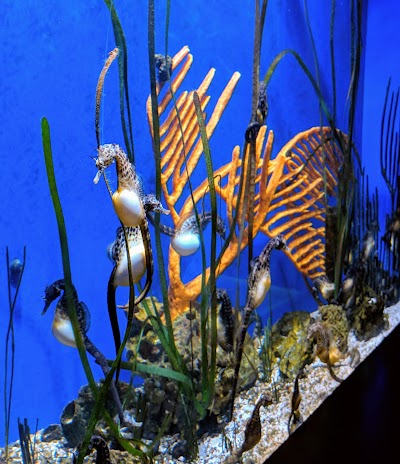 Memphis Zoo Aquarium