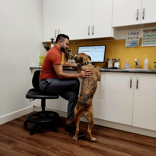 VETDERM Clinic - Veterinary Dermatology & Ear Referral Medical Clinic - Thumbnail