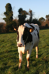 Photo n°16 de Premehan Chambres d'Hôtes à Allaire (Chambre d'hôtes)