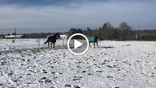 Photo de Cheval 87 Ecurie Villa Maria à Linards (87130)