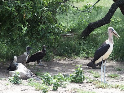 Photos of Hoedspruit Endangered Species Centre